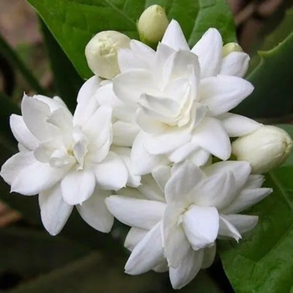 Jasmine_Plant_(Hybrid,_Pack_of_1)