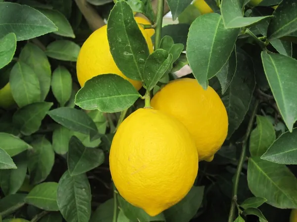 Lemon_Plant_(Hybrid,_Pack_of_1)