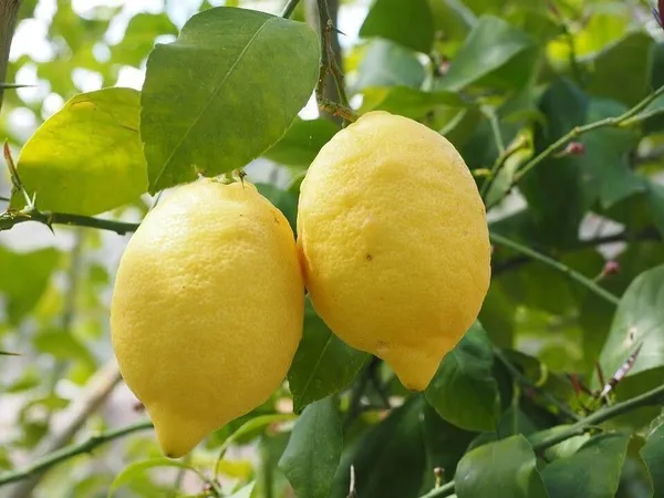 Lemon_Plant_(Hybrid,_Pack_of_1)