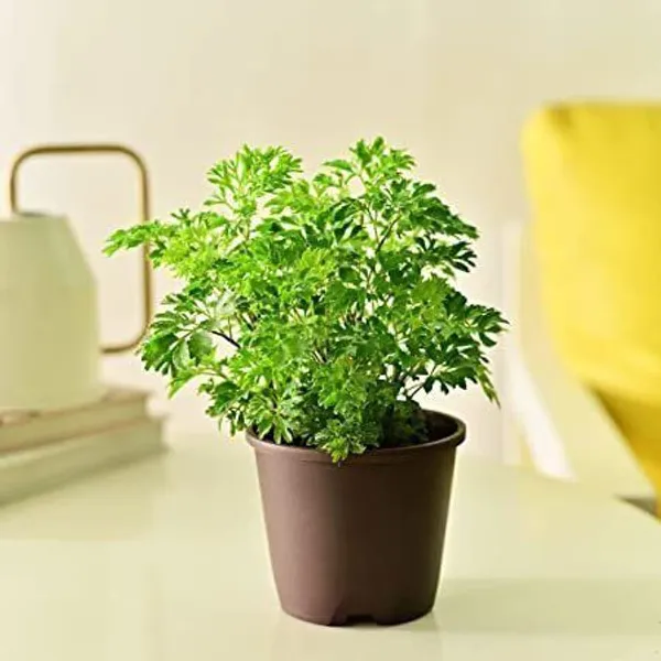 Aralia_Plant_(Hybrid,_Pack_of_1)
