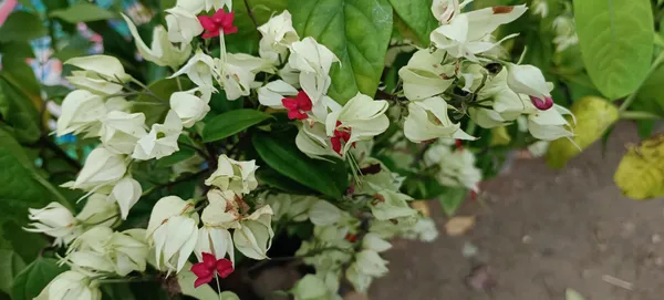 Cleromandrus_Plant_(Hybrid,_Pack_of_1)