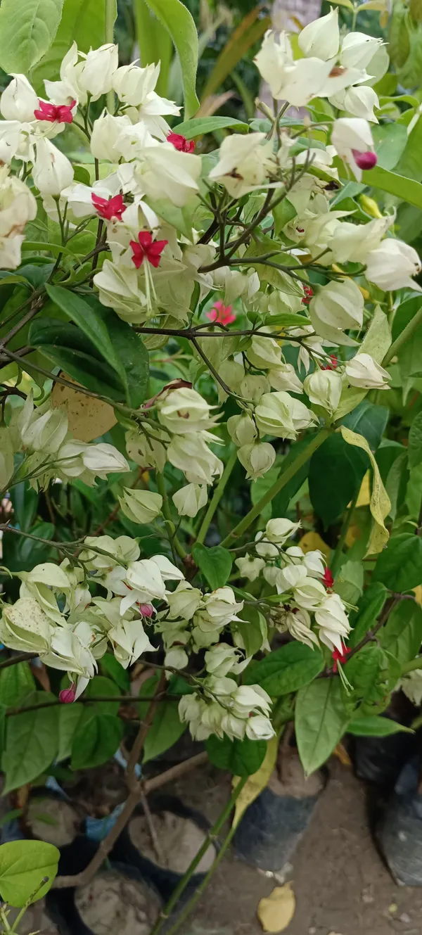 Cleromandrus_Plant_(Hybrid,_Pack_of_1)