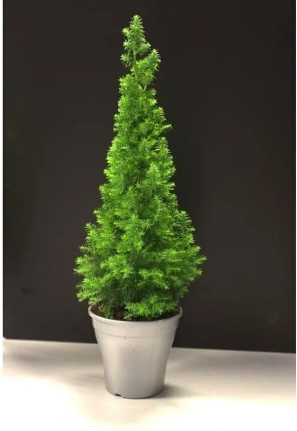 Christmas_Tree_Plant_(Hybrid,_Pack_of_1)