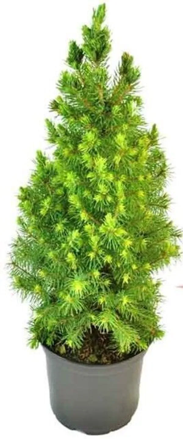 Christmas_Tree_Plant_(Hybrid,_Pack_of_1)