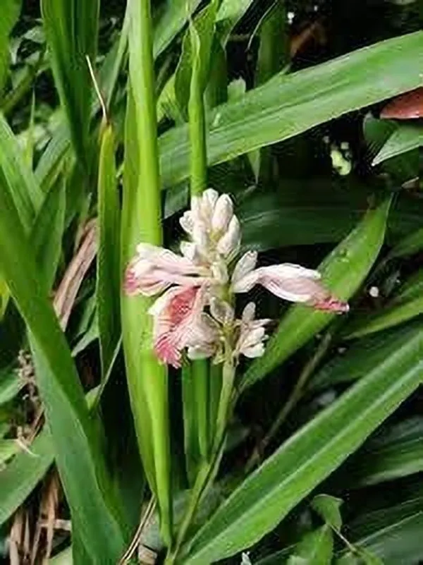 Elaichi/Cardamom_Plant_(Hybrid,_Pack_of_1)