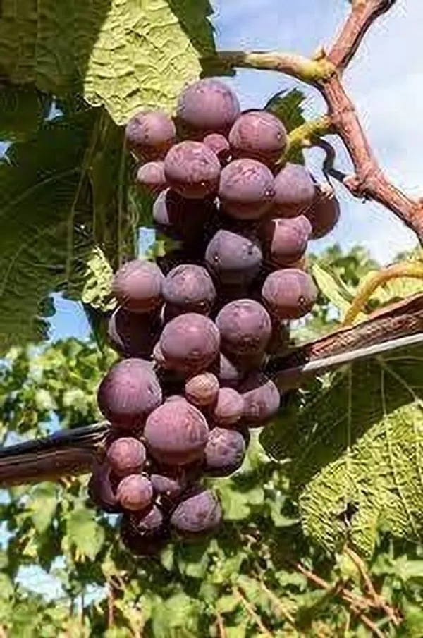 Grape_Plant_(Hybrid,_Pack_of_1)