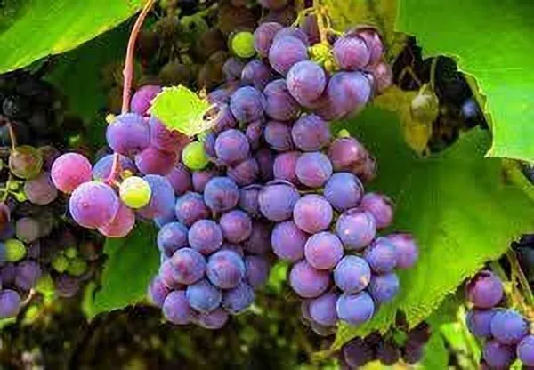 Grape_Plant_(Hybrid,_Pack_of_1)