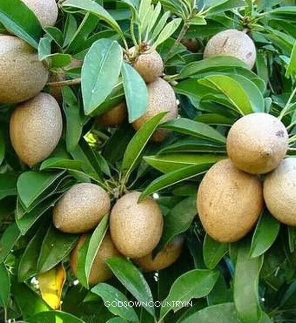 Chiku_Plant_(Hybrid,_Pack_of_1)