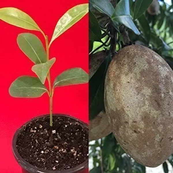 Chiku_Plant_(Hybrid,_Pack_of_1)