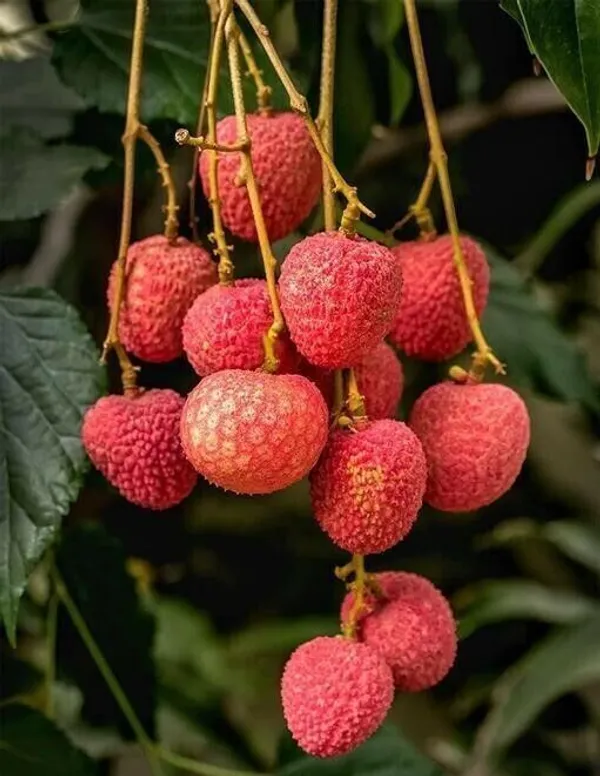 Litchi_Plant_(Hybrid,_Pack_of_1)