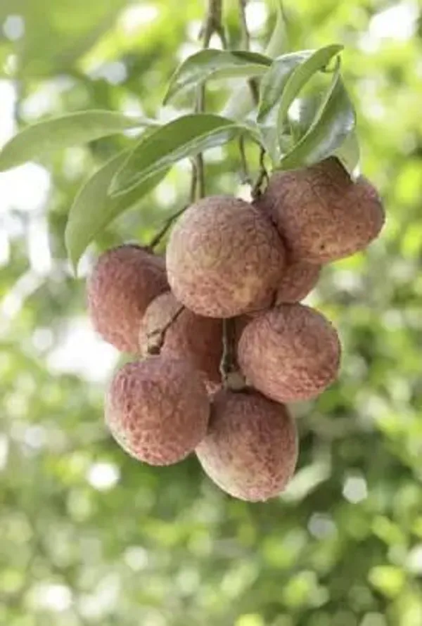 Litchi_Plant_(Hybrid,_Pack_of_1)