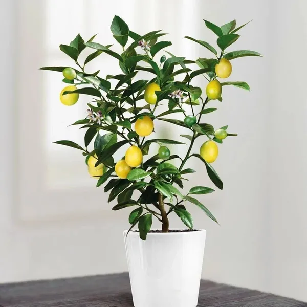 Lemon_Plant_(Hybrid,_Pack_of_1)