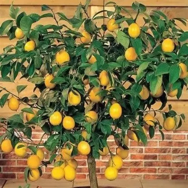 Lemon_Plant_(Hybrid,_Pack_of_1)