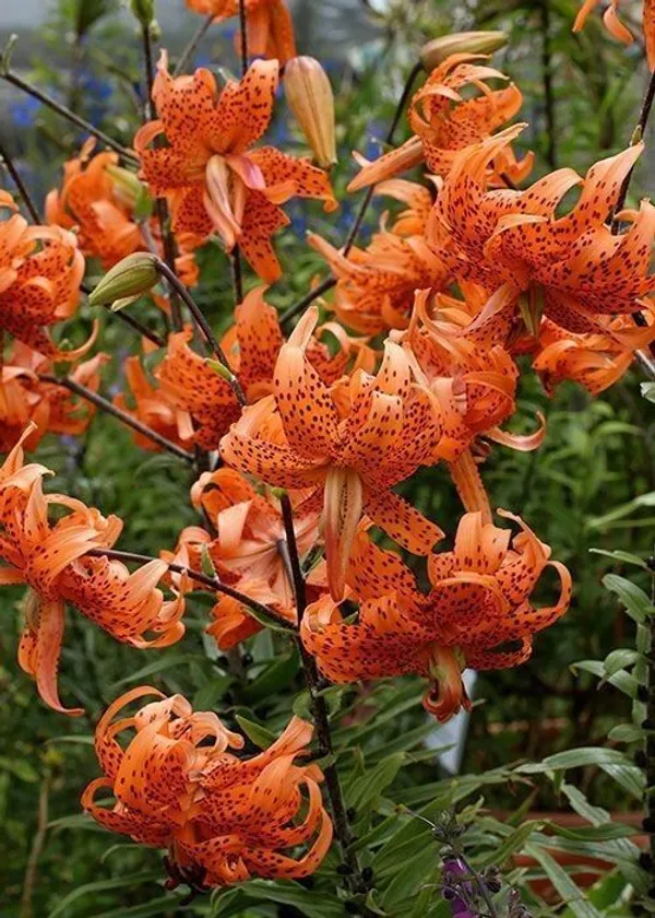 Lily_Plant_(Hybrid,_Pack_of_1)