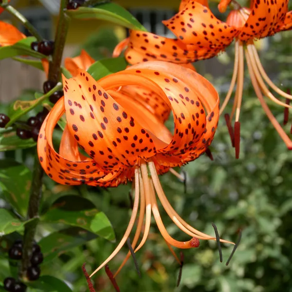 Lily_Plant_(Hybrid,_Pack_of_1)