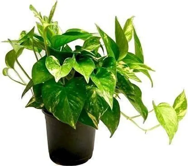 Money_Plant_(Hybrid,_Pack_of_1)