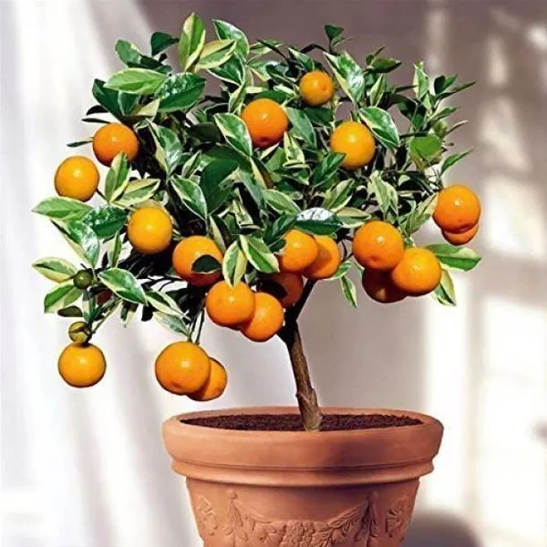 Orange_Plant_(Hybrid,_Pack_of_1)