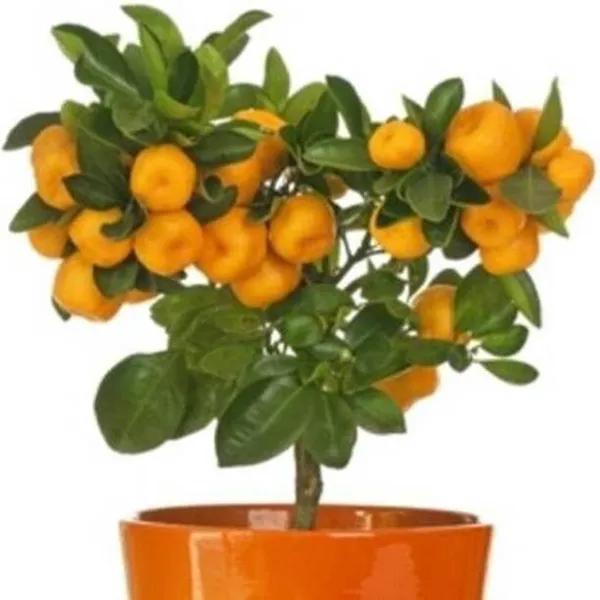 Orange_Plant_(Hybrid,_Pack_of_1)