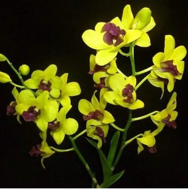Lily_Plant_(Hybrid,_Pack_of_1)