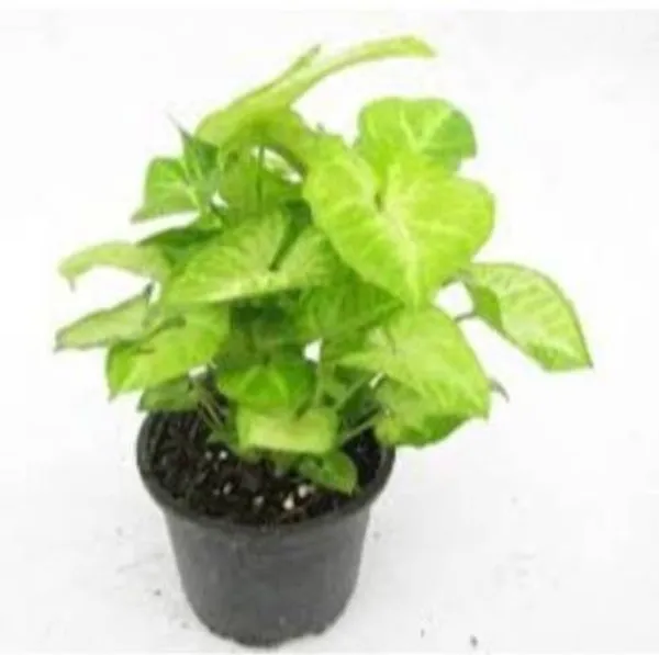 Syngonium_Plant_(Hybrid,_Pack_of_1)