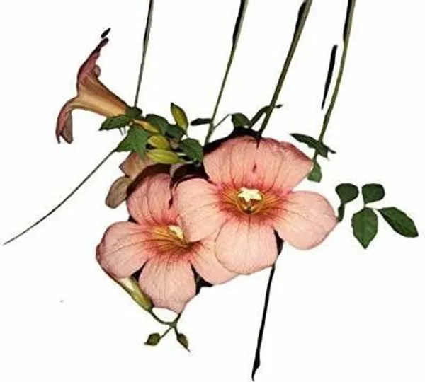 Tecoma_Plant_(Hybrid,_Pack_of_1)