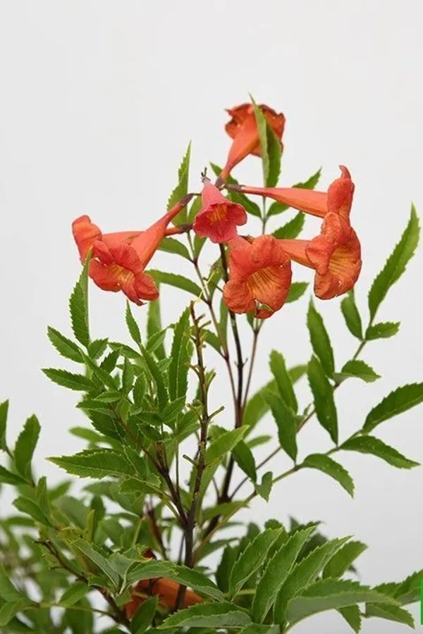 Tecoma_Plant_(Hybrid,_Pack_of_1)