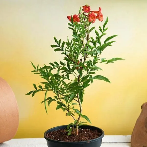 Tecoma_Plant_(Hybrid,_Pack_of_1)