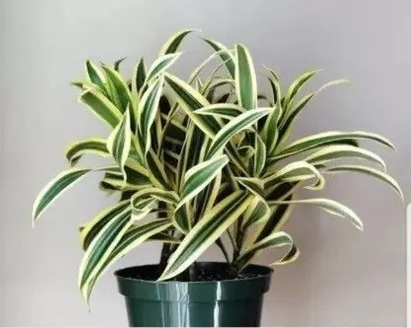 Song_Of_India_Plant_(Hybrid,_Pack_of_1)