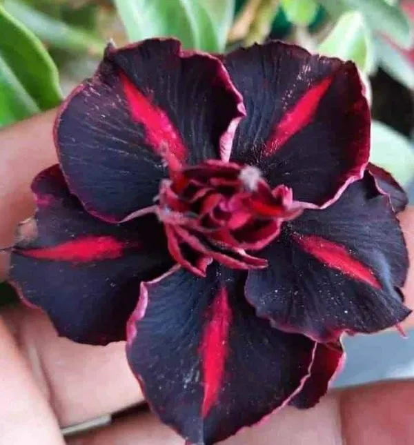 Adenium_Plant_(Hybrid,_Pack_of_1)