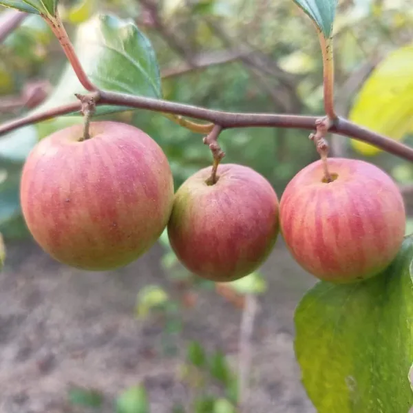 Apple_Plant_(Hybrid,_Pack_of_1)