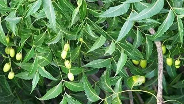 Neem_Plant_(Hybrid,_Pack_of_1)