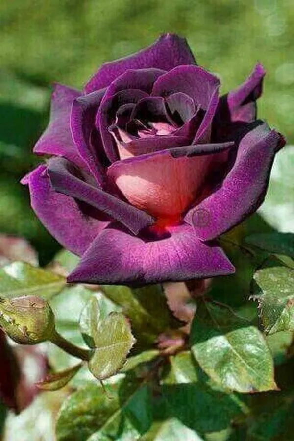 Rose_Plant_(Hybrid,_Pack_of_1)