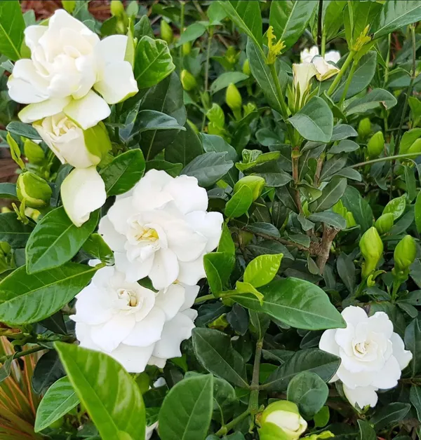 Jasmine_Plant_(Hybrid,_Pack_of_1)