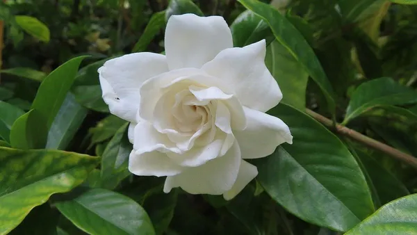 Jasmine_Plant_(Hybrid,_Pack_of_1)
