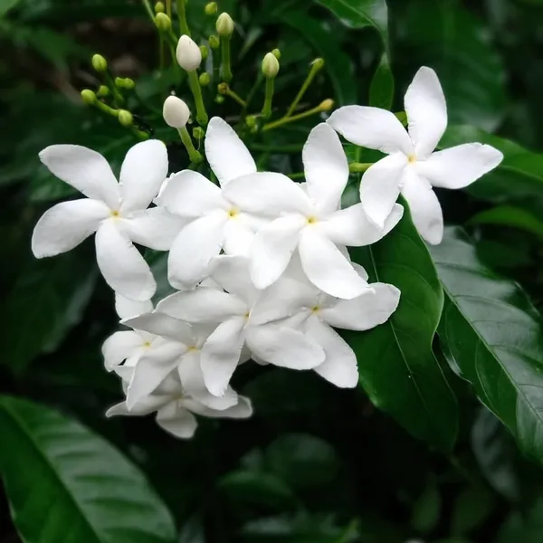 Jasmine_Plant_(Hybrid,_Pack_of_1)