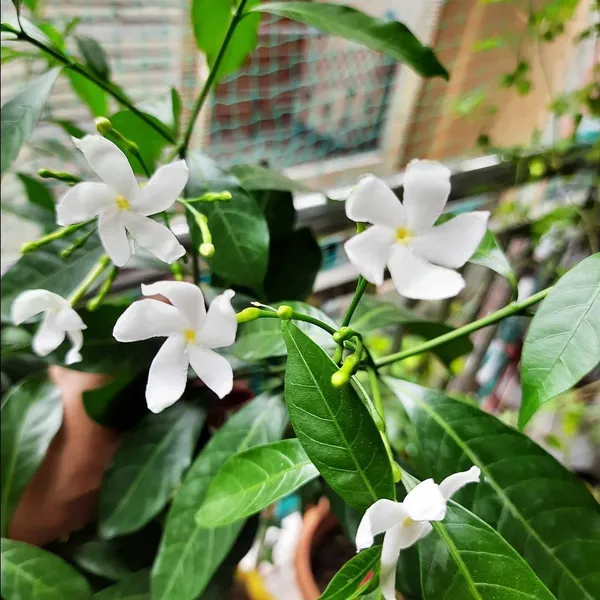 Jasmine_Plant_(Hybrid,_Pack_of_1)
