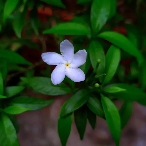 Jasmine_Plant_(Hybrid,_Pack_of_1)