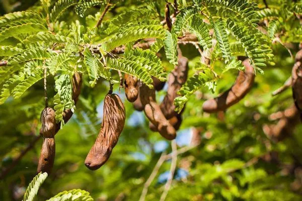 Tamarind_Plant_(Hybrid,_Pack_of_1)
