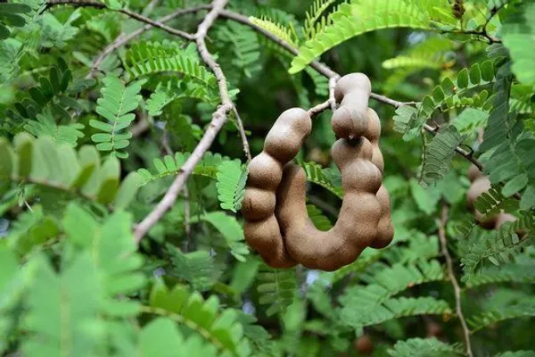 Tamarind_Plant_(Hybrid,_Pack_of_1)
