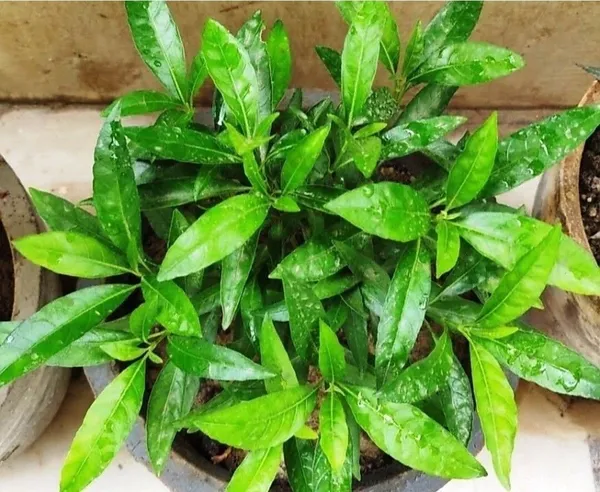 Tea_Plant_(Hybrid,_Pack_of_1)