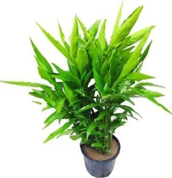 Tea_Plant_(Hybrid,_Pack_of_1)