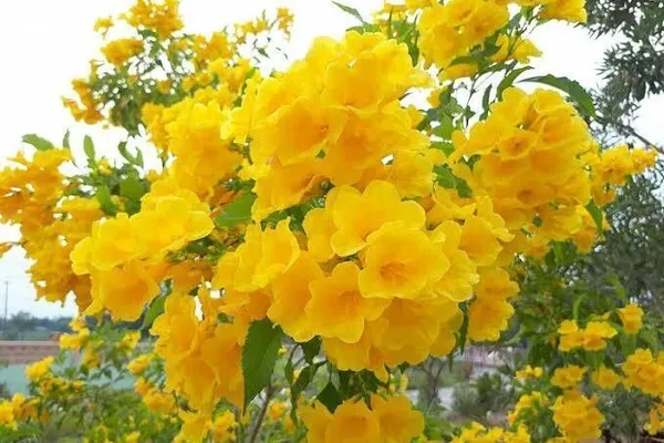 Tecoma_Plant_(Hybrid,_Pack_of_1)
