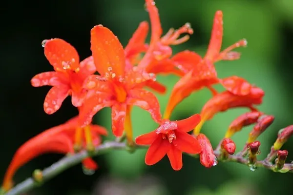 Tecoma_Plant_(Hybrid,_Pack_of_1)