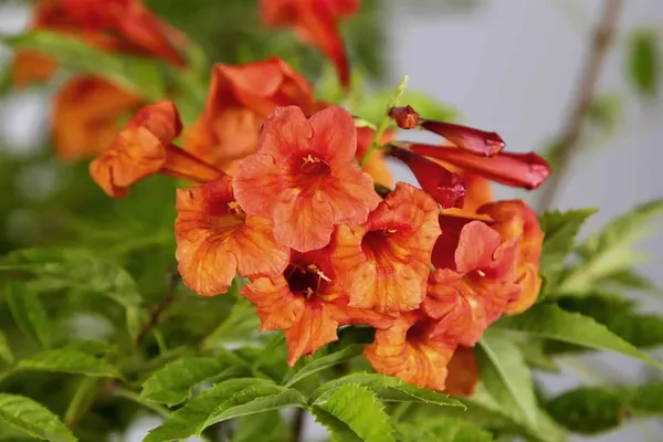 Tecoma_Plant_(Hybrid,_Pack_of_1)