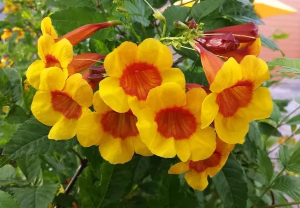 Tecoma_Plant_(Hybrid,_Pack_of_1)