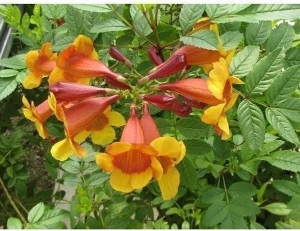 Tecoma_Plant_(Hybrid,_Pack_of_1)
