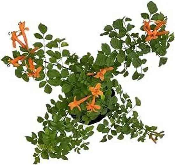 Tecoma_Plant_(Hybrid,_Pack_of_1)