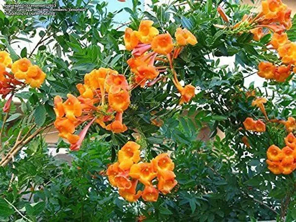 Tecoma_Plant_(Hybrid,_Pack_of_1)