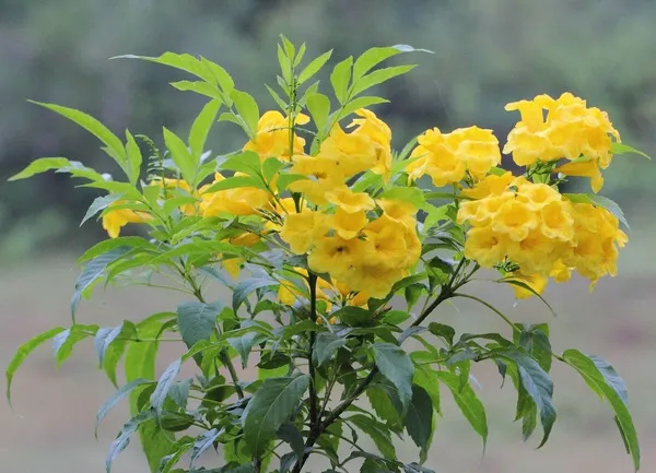 Tecoma_Plant_(Hybrid,_Pack_of_1)