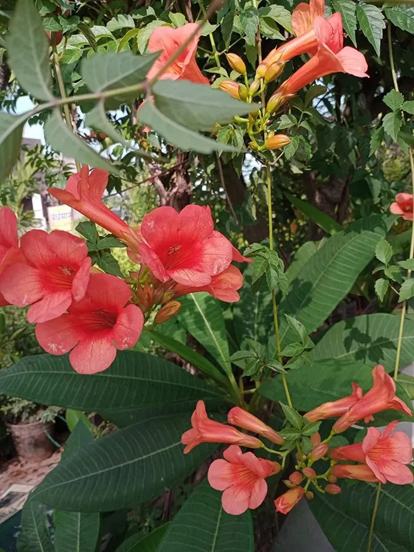 Tecoma_Plant_(Hybrid,_Pack_of_1)
